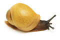 Archachatina marginata candefacta Cameroon juvenil